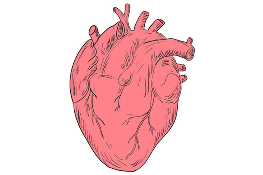 Human Heart Anatomy Drawing | Custom-Designed Illustrations ~ Creative