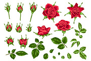 Set of decorative red roses.