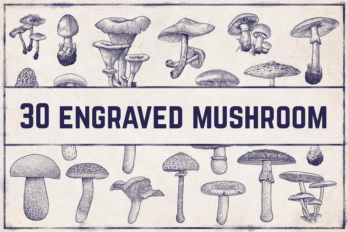 Engraved vector mushroom collection in Illustrations - product preview 8
