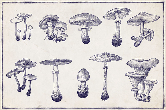 Engraved vector mushroom collection in Illustrations - product preview 1