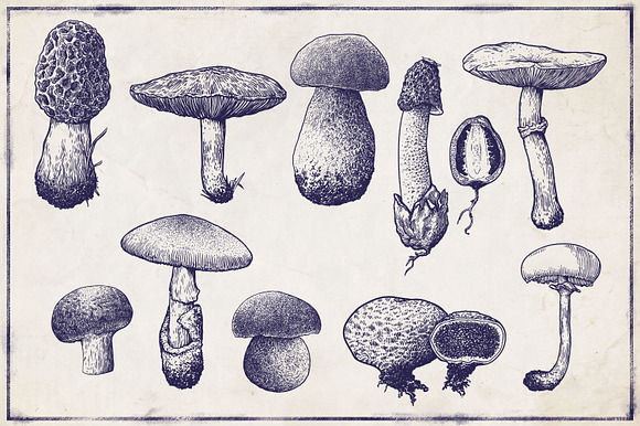 Engraved vector mushroom collection in Illustrations - product preview 2