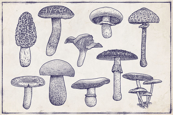 Engraved vector mushroom collection in Illustrations - product preview 3