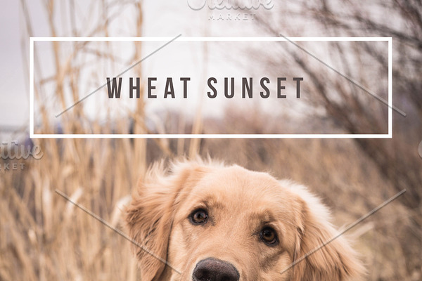LR Preset-Wheat Sunset for Dogs
