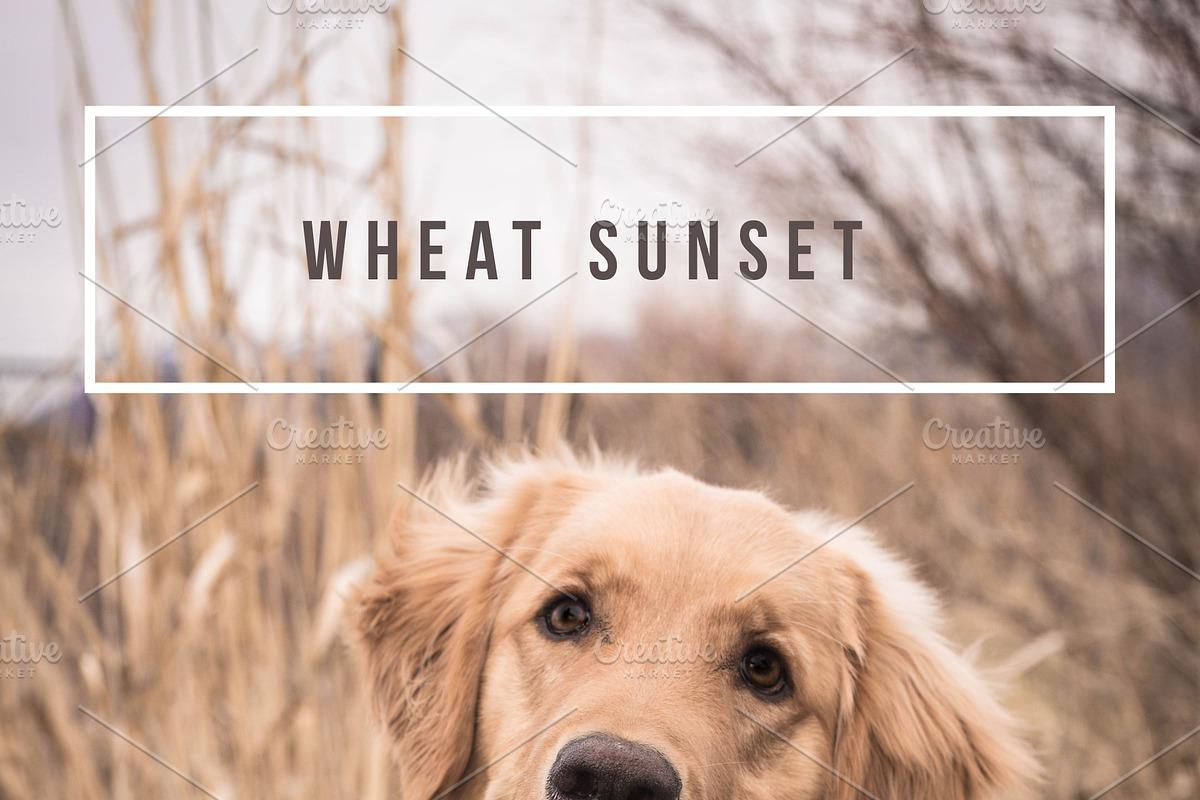 LR Preset-Wheat Sunset for Dogs in Add-Ons - product preview 8