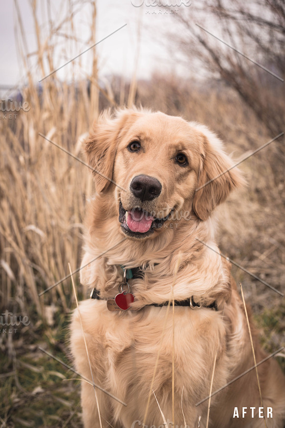 LR Preset-Wheat Sunset for Dogs in Add-Ons - product preview 2