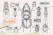 Hand drawn pencil beetles bugs