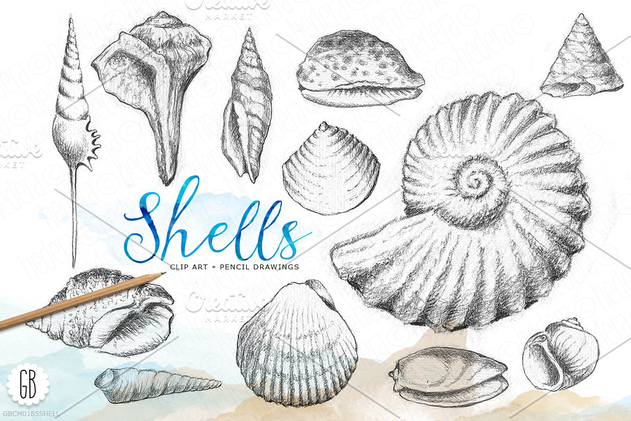 Shells, handdrawn pencil