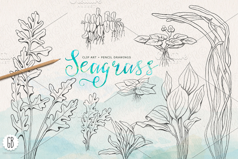 Seagrasses pencil drawings clip art