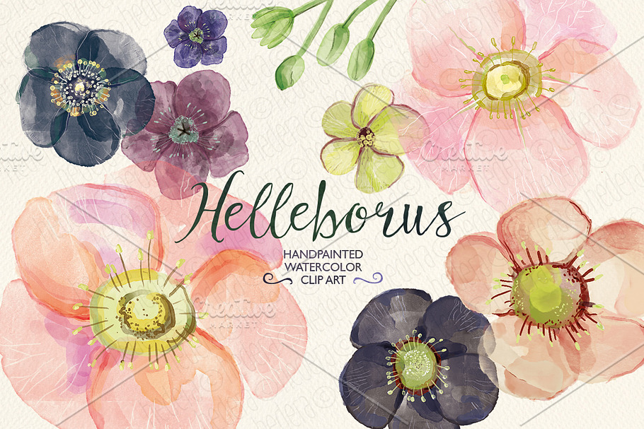 Watercolor hellebore flowers clipart