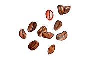 Watercolor coffee beans isolated