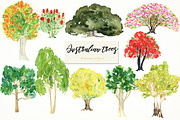 Australian native trees. Watercolor 