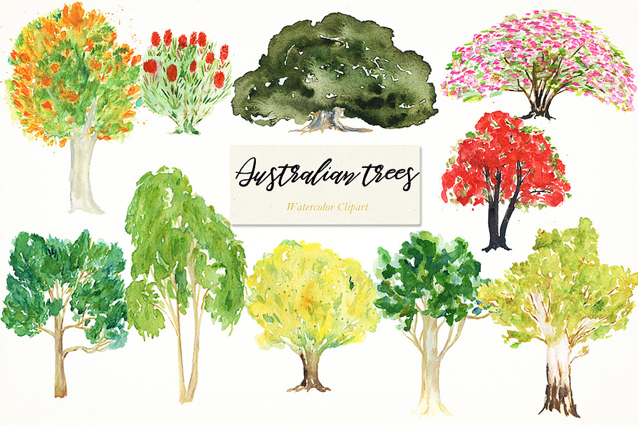 Australian native trees. Watercolor  in Illustrations - product preview 8