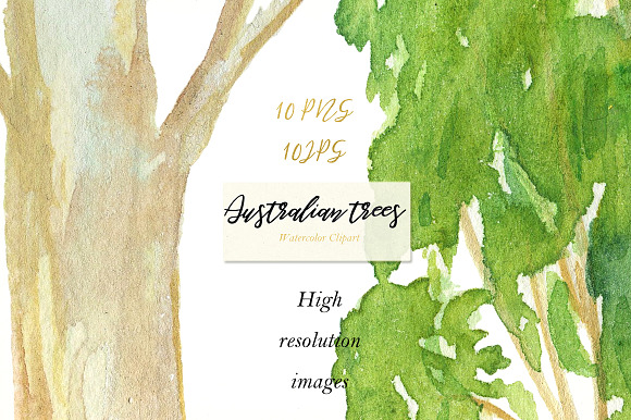 Australian native trees. Watercolor  in Illustrations - product preview 1