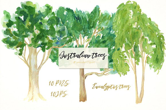 Australian native trees. Watercolor  in Illustrations - product preview 2