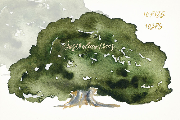 Australian native trees. Watercolor  in Illustrations - product preview 3