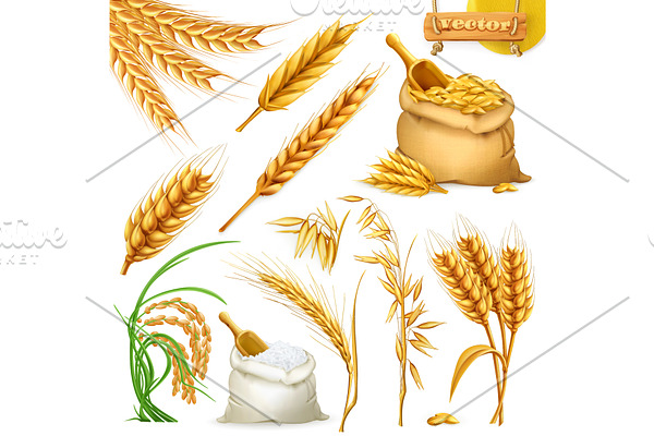 Wheat, barley, oat and rice. Vector