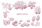 Raspberry Vector Collection