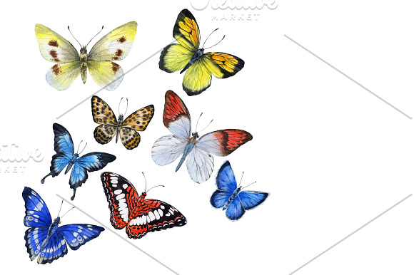 Butterfly in Illustrations - product preview 2