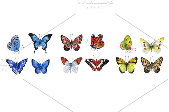 Butterfly in Illustrations - product preview 4