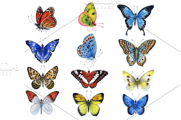Butterfly in Illustrations - product preview 6