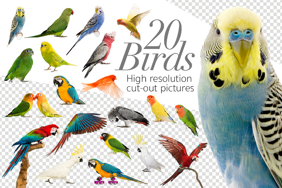 20 Birds - Cut-out High Res Pictures