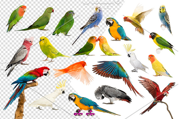 20 Birds - Cut-out High Res Pictures in Objects - product preview 1