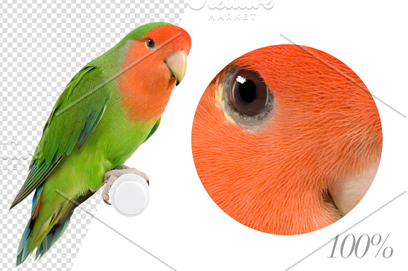 20 Birds - Cut-out High Res Pictures in Objects - product preview 2
