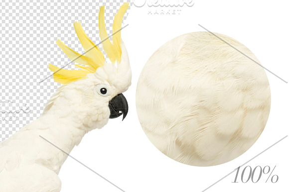 20 Birds - Cut-out High Res Pictures in Objects - product preview 3