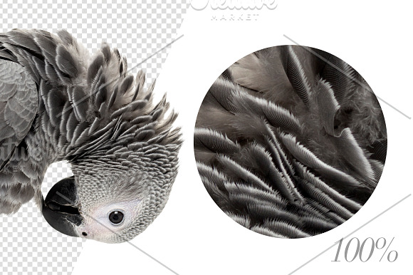 20 Birds - Cut-out High Res Pictures in Objects - product preview 4