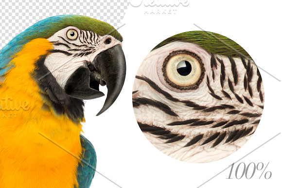 20 Birds - Cut-out High Res Pictures in Objects - product preview 5