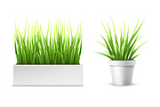 green grass in a rectangular and round pot