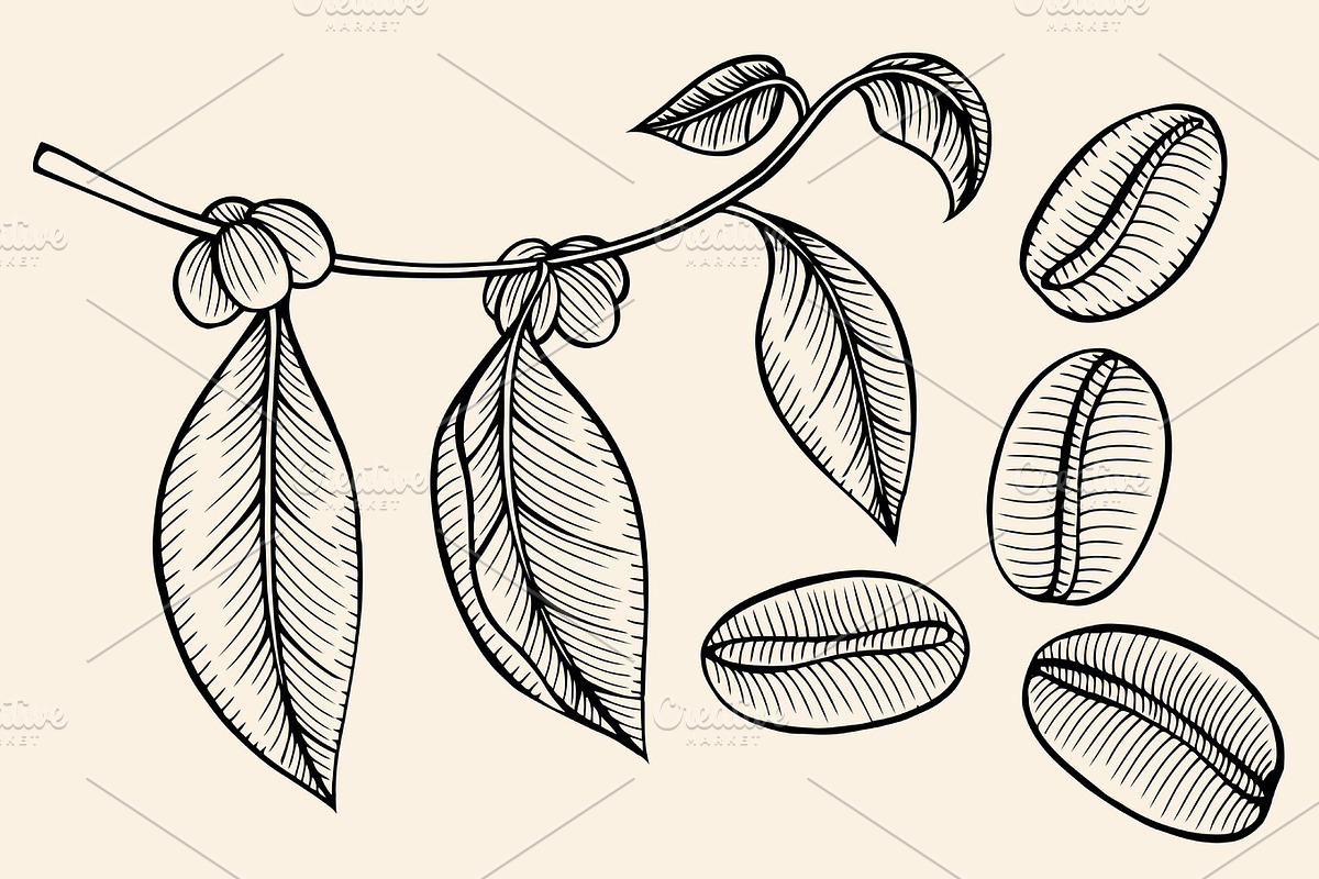 Coffee branch sketch in Illustrations - product preview 8