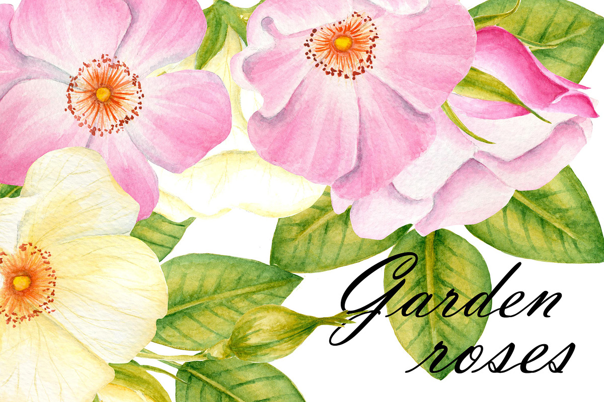 Garden roses clipart in Illustrations - product preview 8