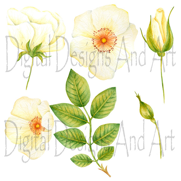 Garden roses clipart in Illustrations - product preview 1