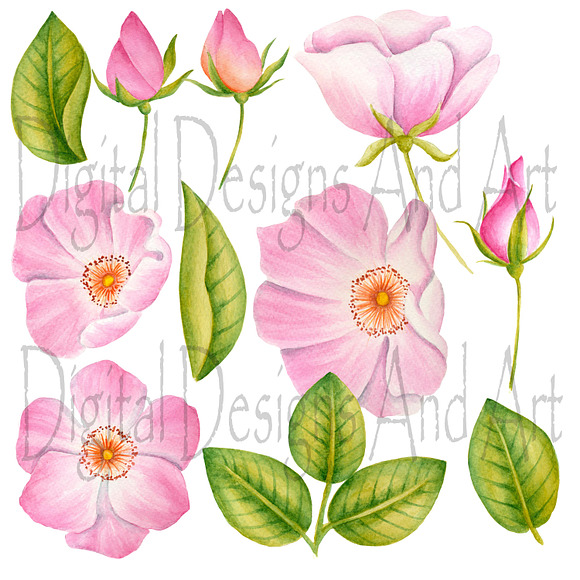 Garden roses clipart in Illustrations - product preview 2