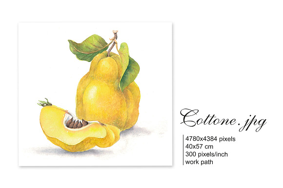 Set of 4 watercolor "Fruits" in Illustrations - product preview 1