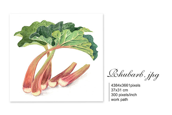 Set of 4 watercolor "Fruits" in Illustrations - product preview 3