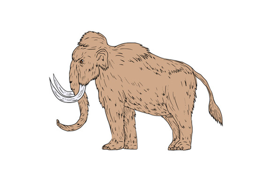 Woolly Mammoth Side Drawing in Illustrations - product preview 8