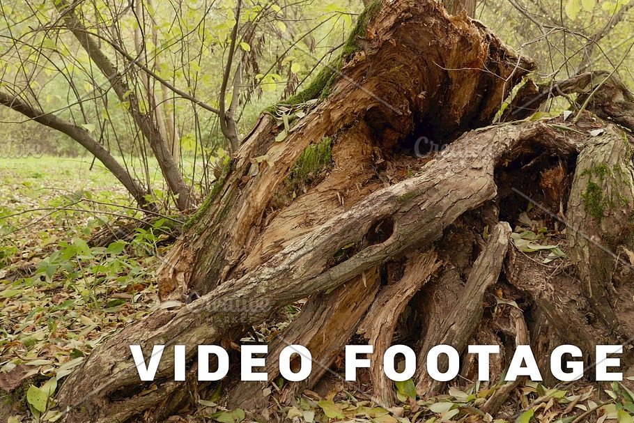 Big root of the big tree. Autumn daytime. Smooth dolly shot in Graphics - product preview 8