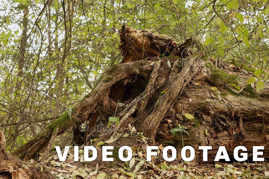 Big broken root of tree. Autumn daytime. Smooth dolly shot in Graphics - product preview 8
