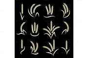 Golden wheat ears on black background