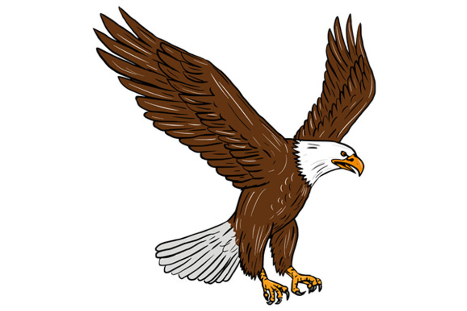 Bald Eagle Flying Drawing CustomDesigned Illustrations