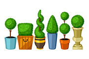 Boxwood topiary garden plants. Set of decorative trees in flowerpots