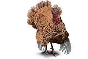 Serious important turkey