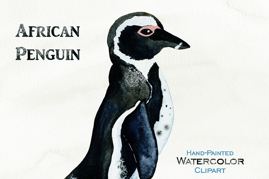 Cute Watercolor Penguin Illustration