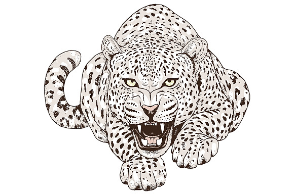 White LEOPARD in Illustrations - product preview 1