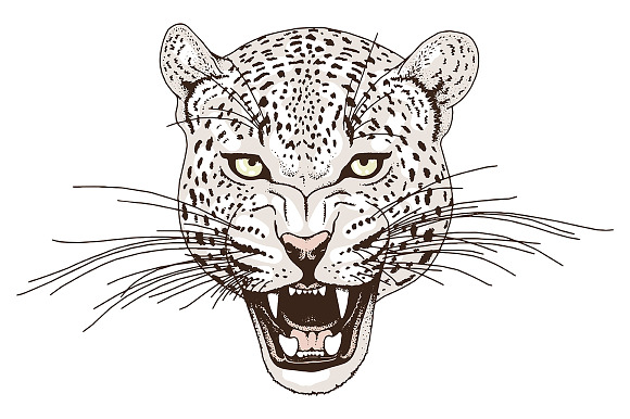 White LEOPARD in Illustrations - product preview 2