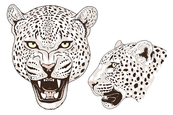 White LEOPARD in Illustrations - product preview 3