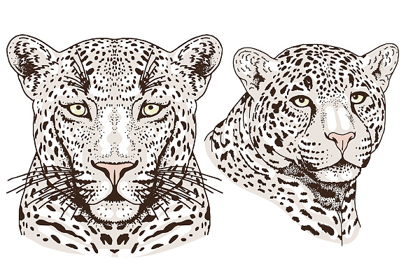 White LEOPARD in Illustrations - product preview 4
