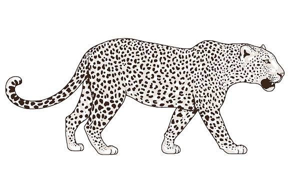 White LEOPARD in Illustrations - product preview 5